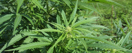 Des députés de plusieurs bords plaident pour une légalisation contrôlée du cannabis