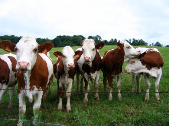 Un éleveur bovin condamné à 8.000 euros d'amende à cause de l'odeur de ses vaches !