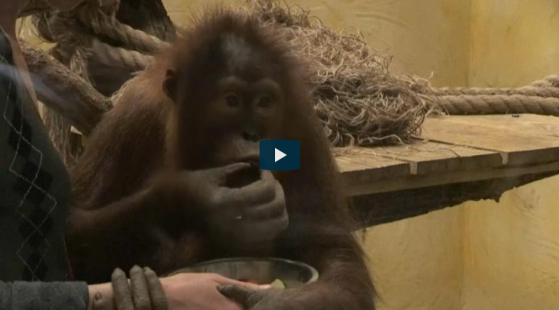 Ukraine : faute d'argent à cause de la crise sanitaire, les animaux de ce zoo mangent moins (Vidéo)