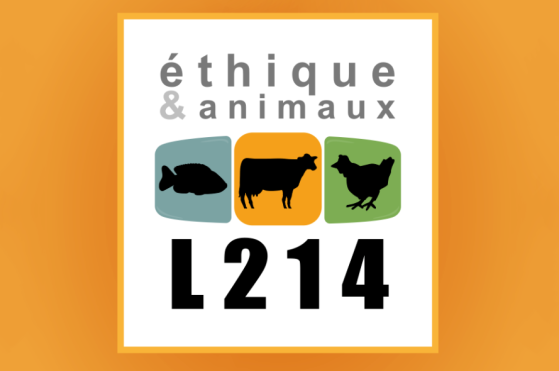 Après une vidéo de L214, l'agrément d'un abattoir ovin près de Rodez suspendu
