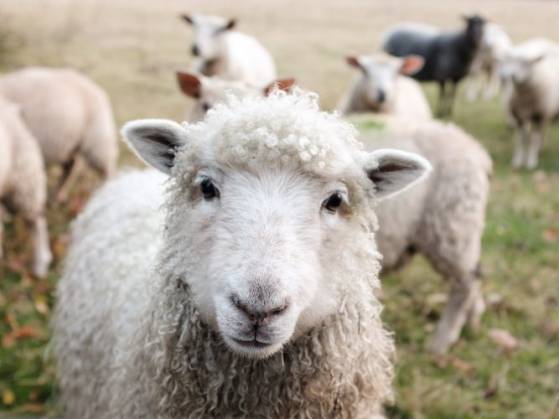 La fondation Brigitte Bardot sauve des moutons destinés à être sacrifiés lors de la fête musulmane Aïd-el-Kebir (Vidéo)