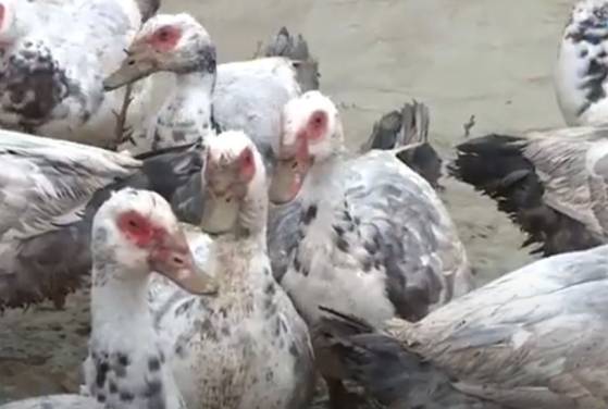 Grippe aviaire: 200 000 canards abattus et 61 foyers de contamination recensés en France, selon le ministère de l'Agriculture