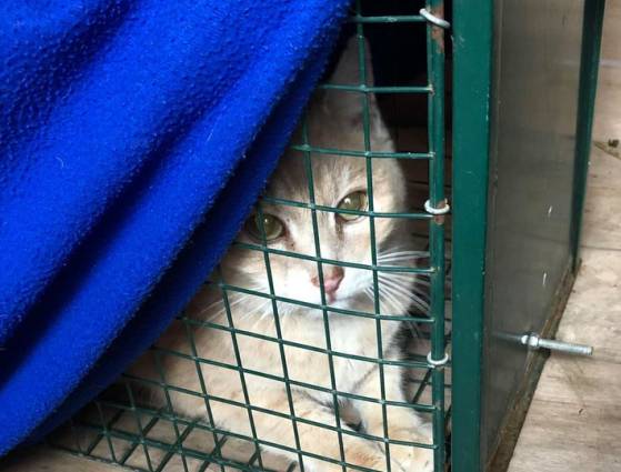 Bonne nouvelle en Moselle : un chat retrouvé sain et sauf dix ans après sa disparition