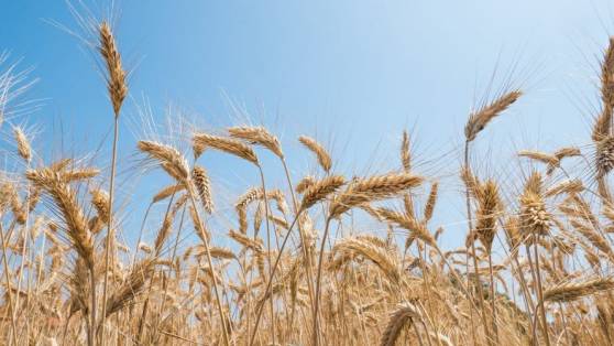 La Chine fait main basse sur le blé ukrainien