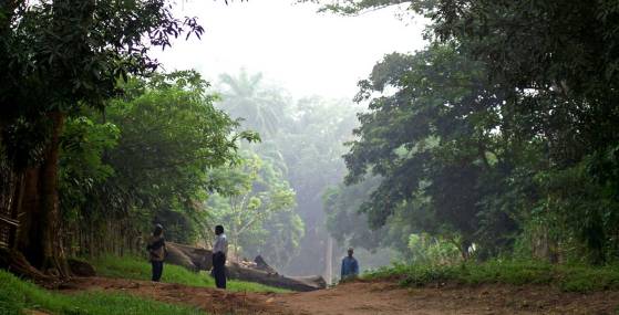 La République du Congo va planter 40 000 Hectares de forêt