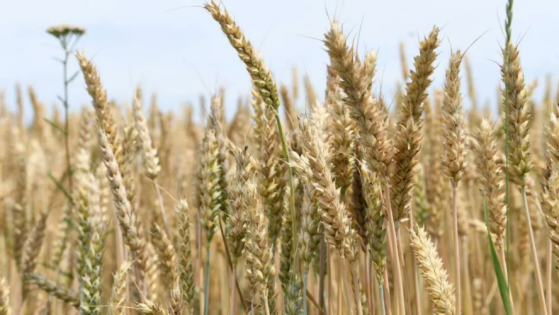 Le prix du cours du blé bat un record après que l'Inde annonce un embargo sur ses exportations de la céréale