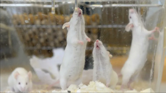 Des scientifiques japonais ont produit des clones de souris grâce à des cellules lyophilisées