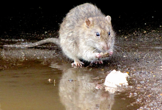 4 millions de rats dans les rues de Paris : la mairie veut apprendre « à mieux connaître » ces « surmulots »